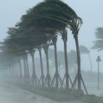 Keep your house safe from palm trees with Hurricane Preparedness